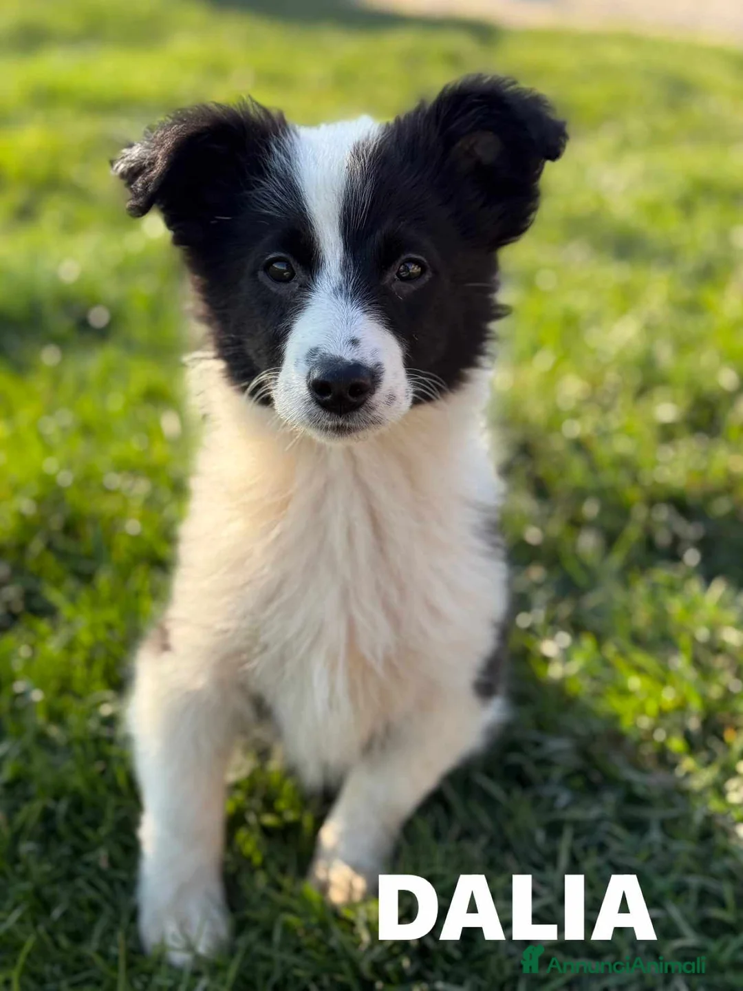Border Collie cani in regalo: DALIA, mix BORDER COLLIE in miniatura! Dolcissima - Annuncio 2