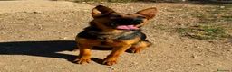 Meticcio cani in regalo: Pepita favolosa pastorina dal pelo splendente  a Città metropolitana di Milano - Annuncio 4