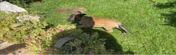Pastore Belga cani in vendita: Femmine Pastore Belga Malinois - Annuncio 3