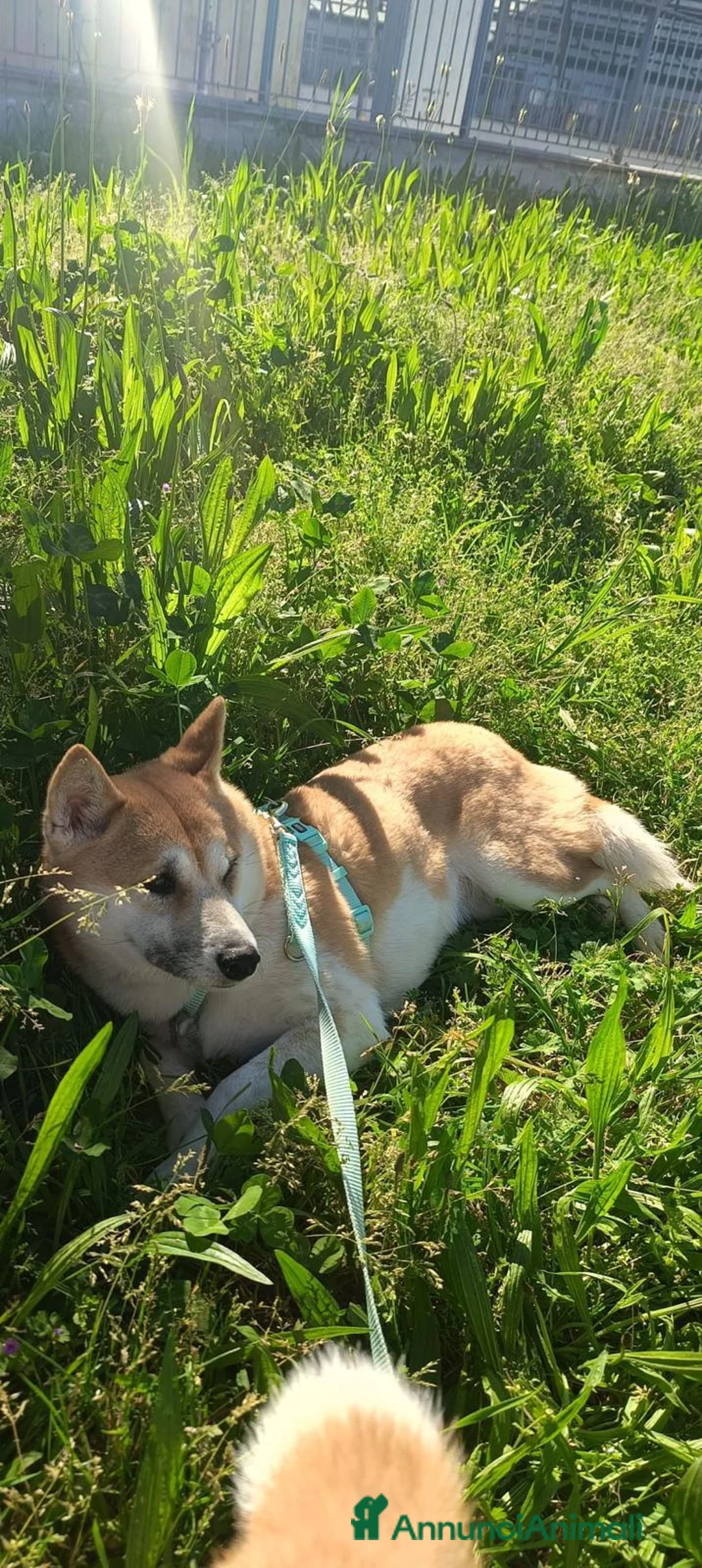 Shiba Inu cani in regalo: Nya 4 e Hachi 2  a Città metropolitana di Milano - Annuncio 3