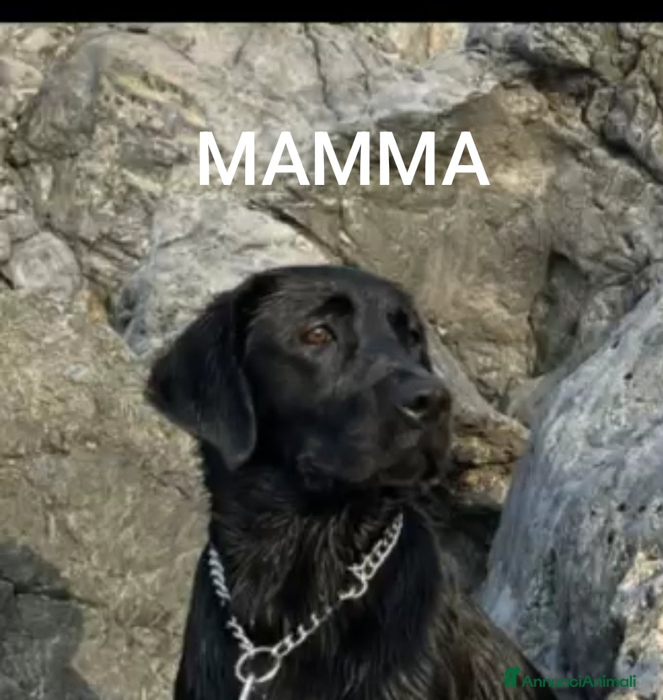 Labrador cani Cucciolata labrador neri - Annuncio 1