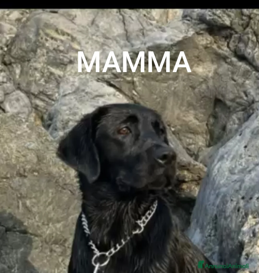 Labrador cani in vendita: Cucciolata labrador neri - Annuncio 1