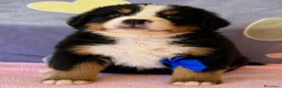 Bovaro del Bernese cani in vendita: Bovaro del Bernese Cuccioli disponibili  - Annuncio 9