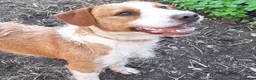 Meticcio cani in regalo: Simil spinone  a Città Metropolitana di Napoli - Annuncio 3