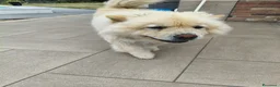 Chow Chow cani in vendita: Chow Chow - Annuncio 2