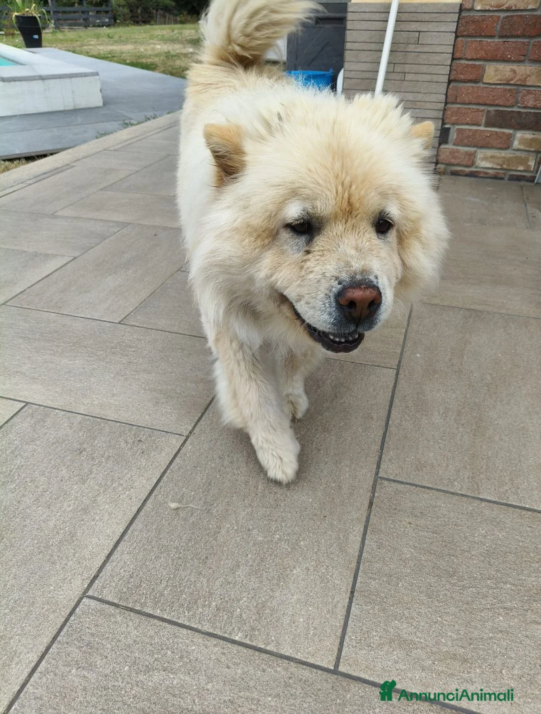 Chow Chow cani in vendita: Chow Chow - Annuncio 2