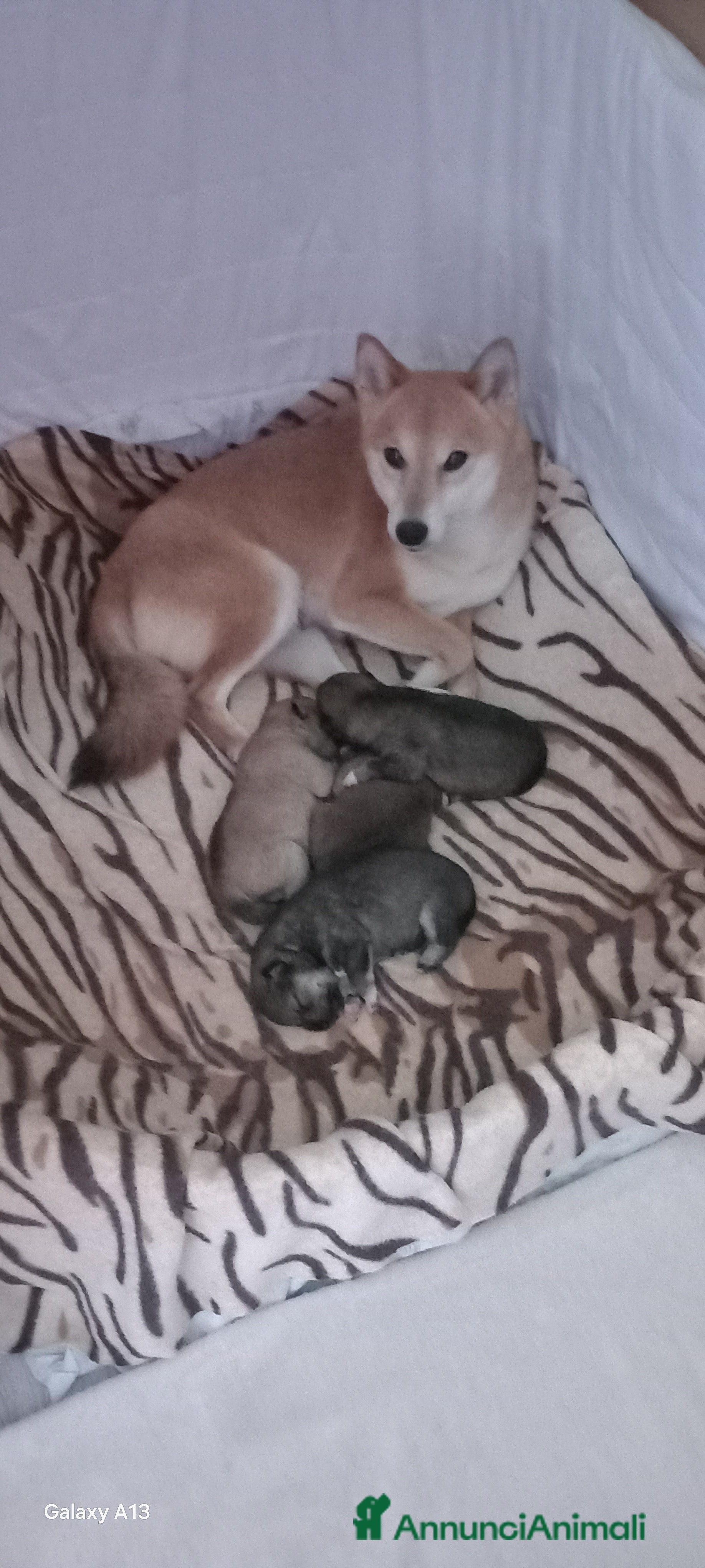 Shiba Inu cani Cuccioli shiba inu pedigree  - Annuncio 1