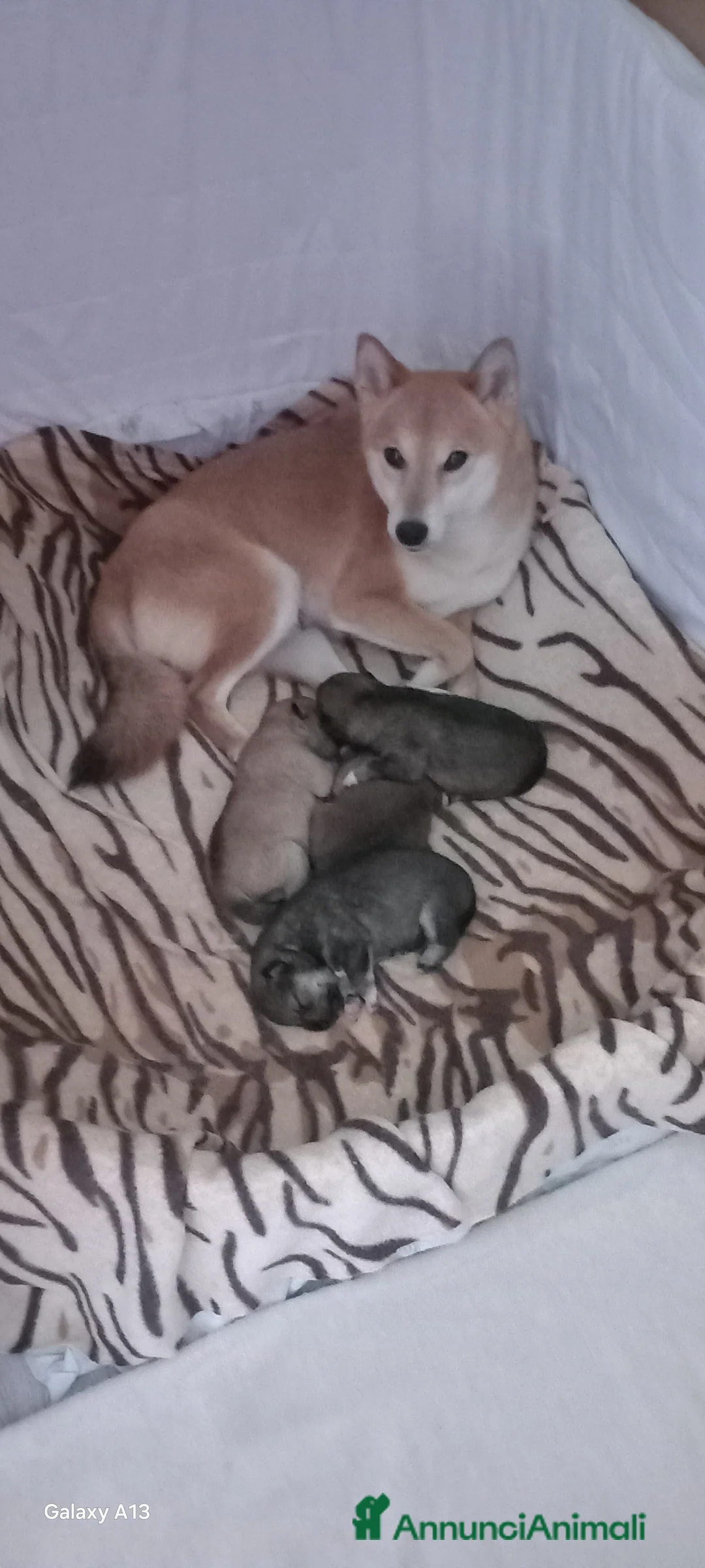 Shiba Inu cani in vendita: Cuccioli shiba inu pedigree  - Annuncio 1