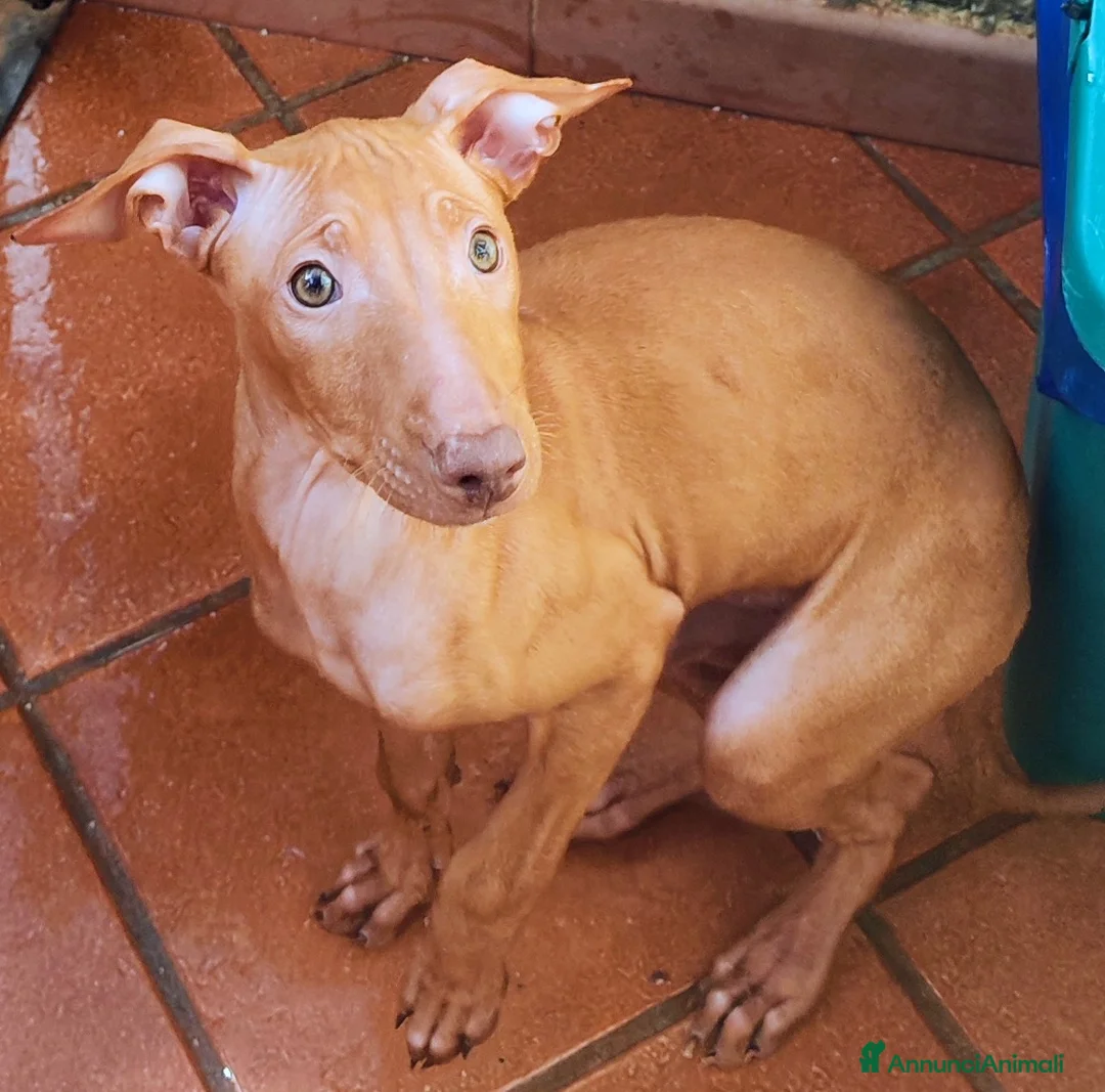 Cirneco dell'Etna cani in vendita: Cuccioli di Cirneco dell'Etna - Annuncio 11
