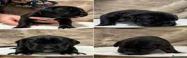 Cane Corso 7