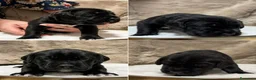 Cane Corso cani in vendita: Cuccioli di Cane Corso  - Annuncio 5