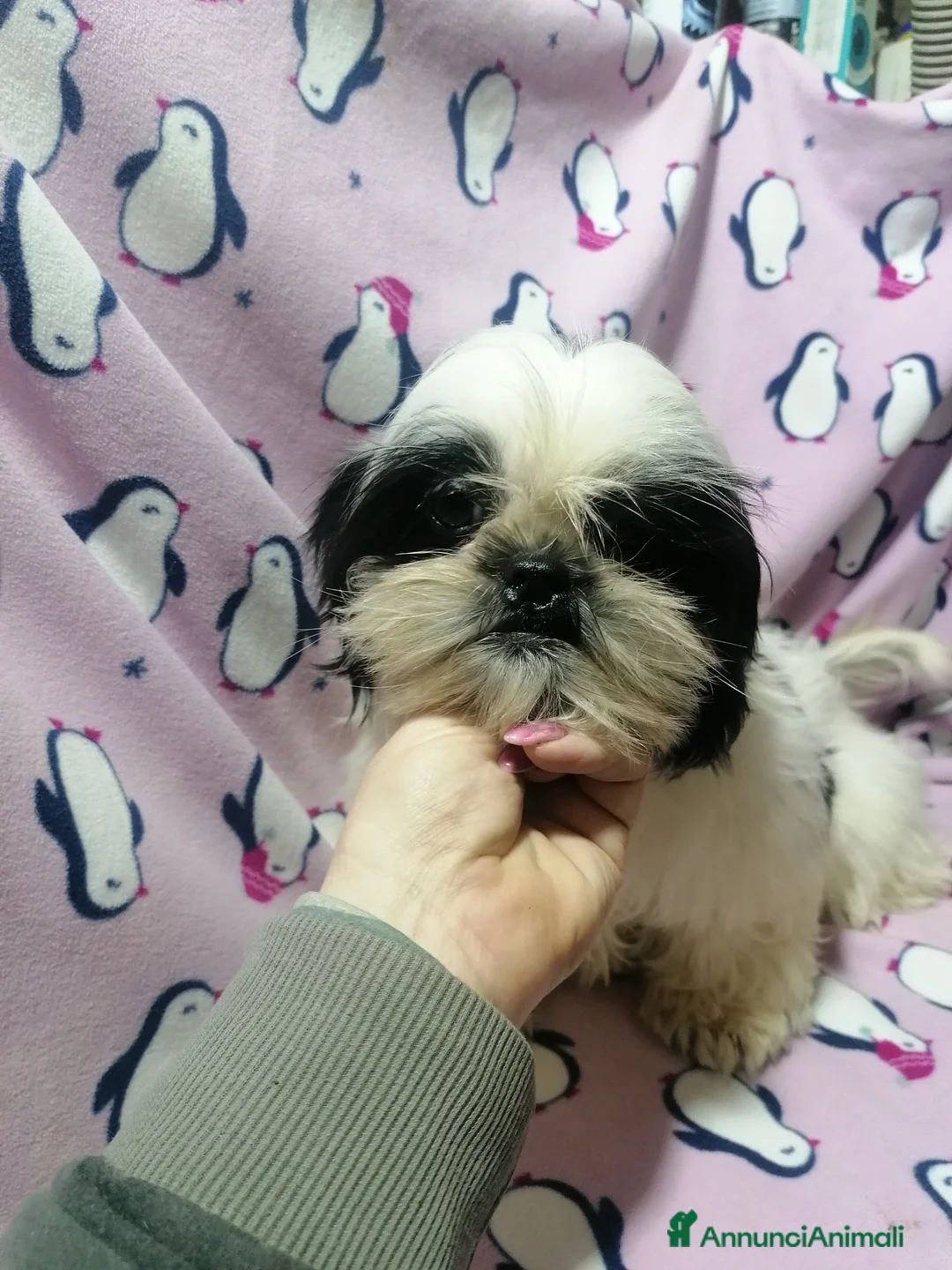 Shih Tzu cani in vendita: Shih Tzu cuccioli taglia toy - Annuncio 5