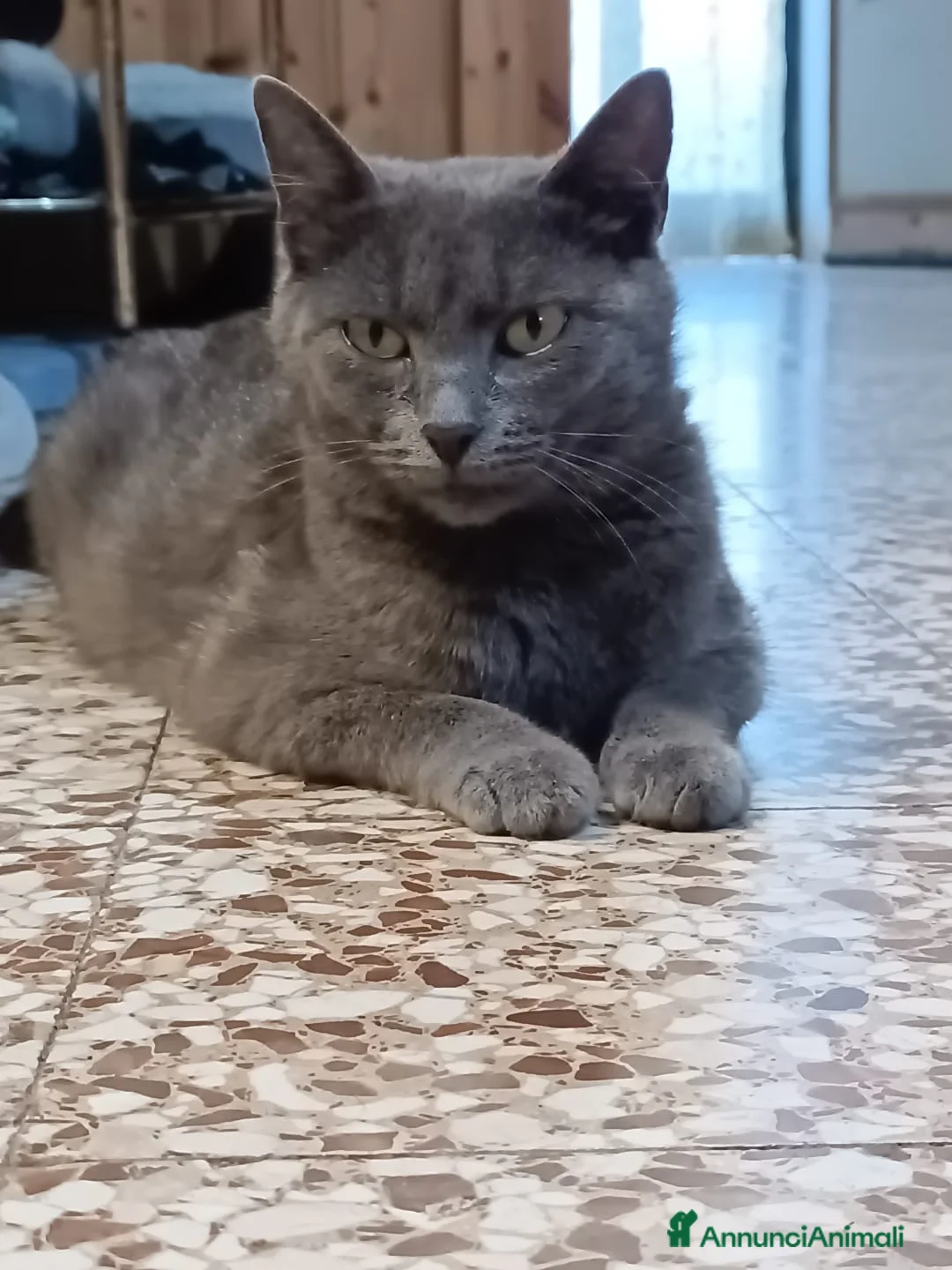 Meticcio gatti in vendita: Gattina giocosa  - Annuncio 2