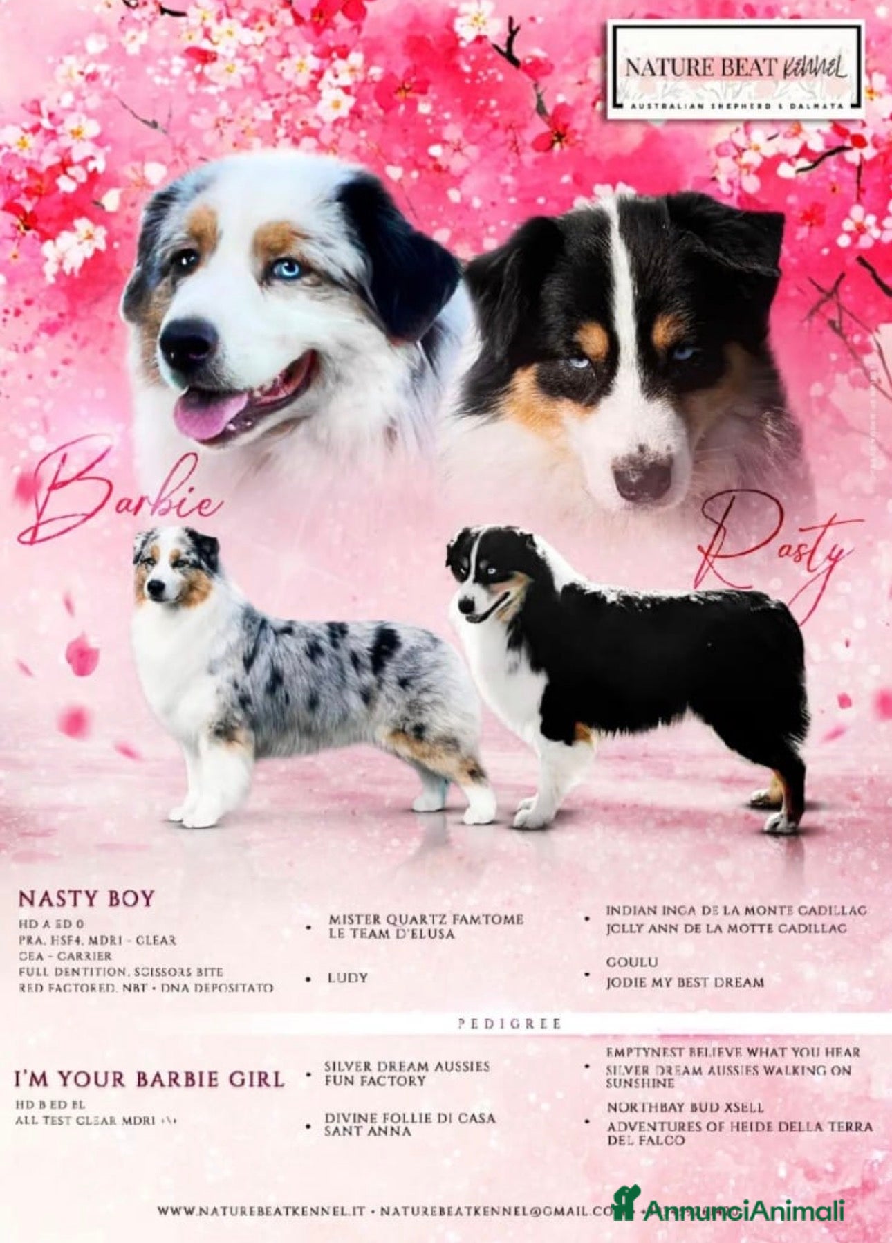 Australian Shepherd cani cucciolo pastore australiano  - Annuncio 1