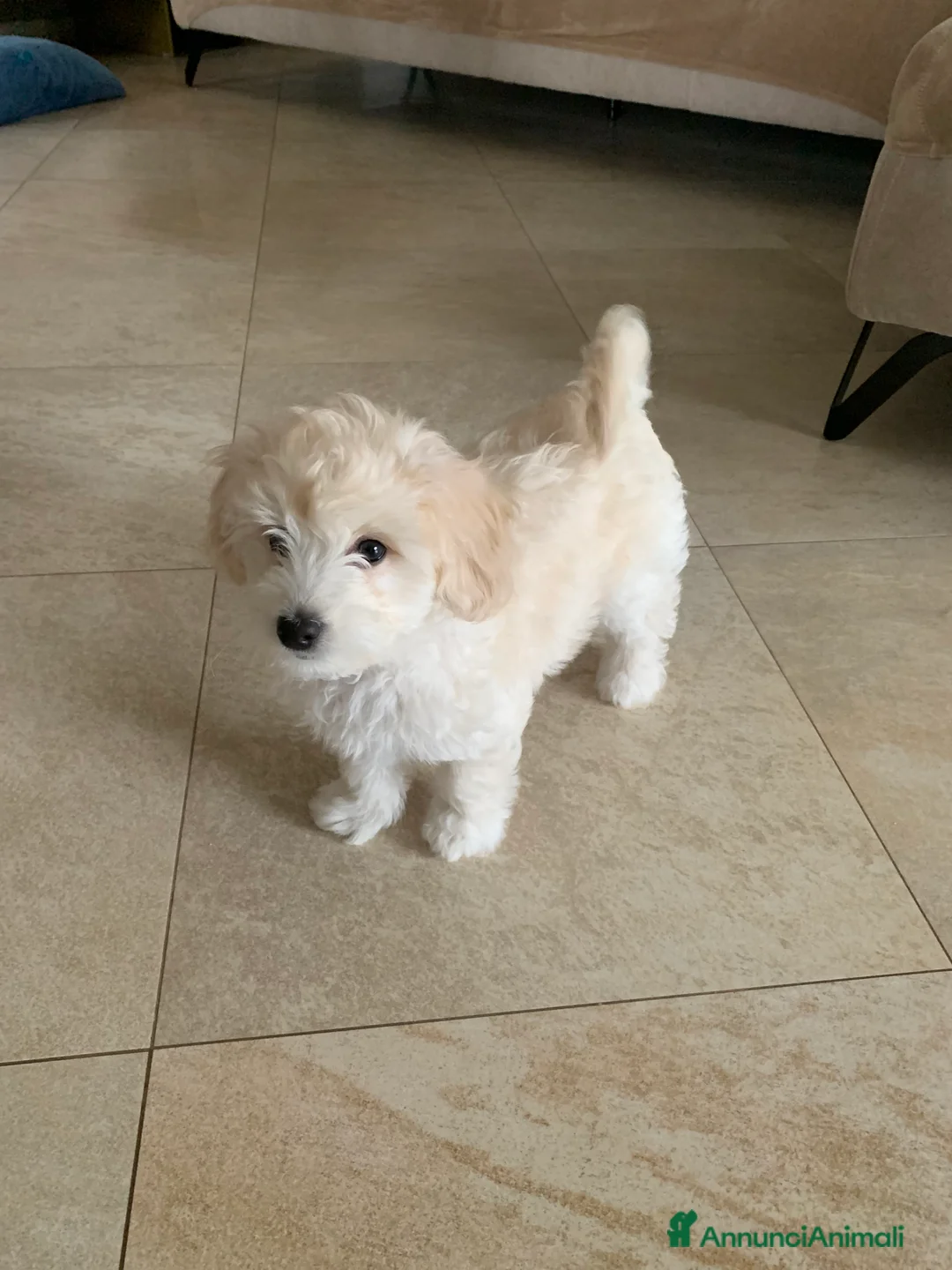 Maltipoo cani in vendita: Cucciola di Maltipoo  - Annuncio 5