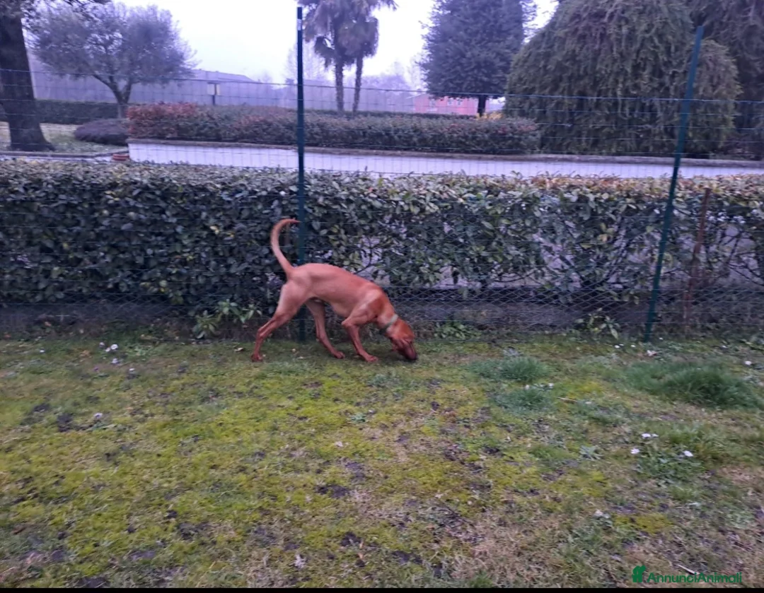 Segugio cani in regalo: Segugio - Annuncio 3