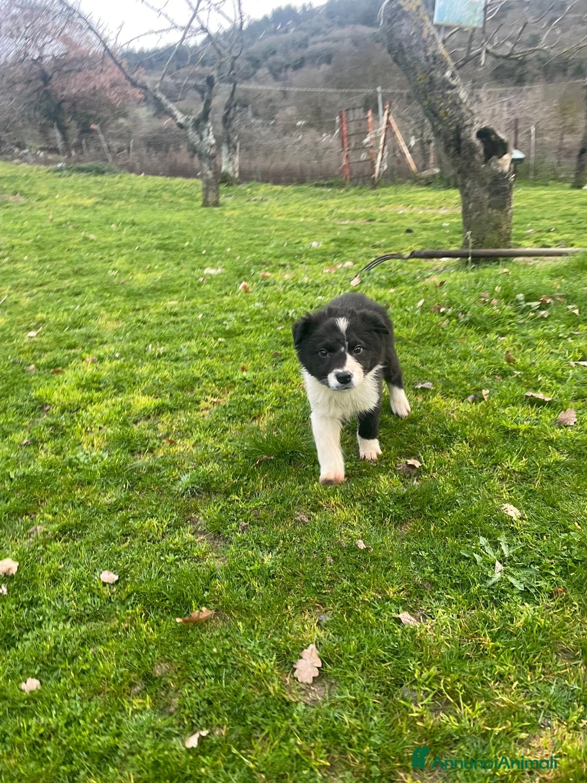 Border Collie cani Border collie - Annuncio 2