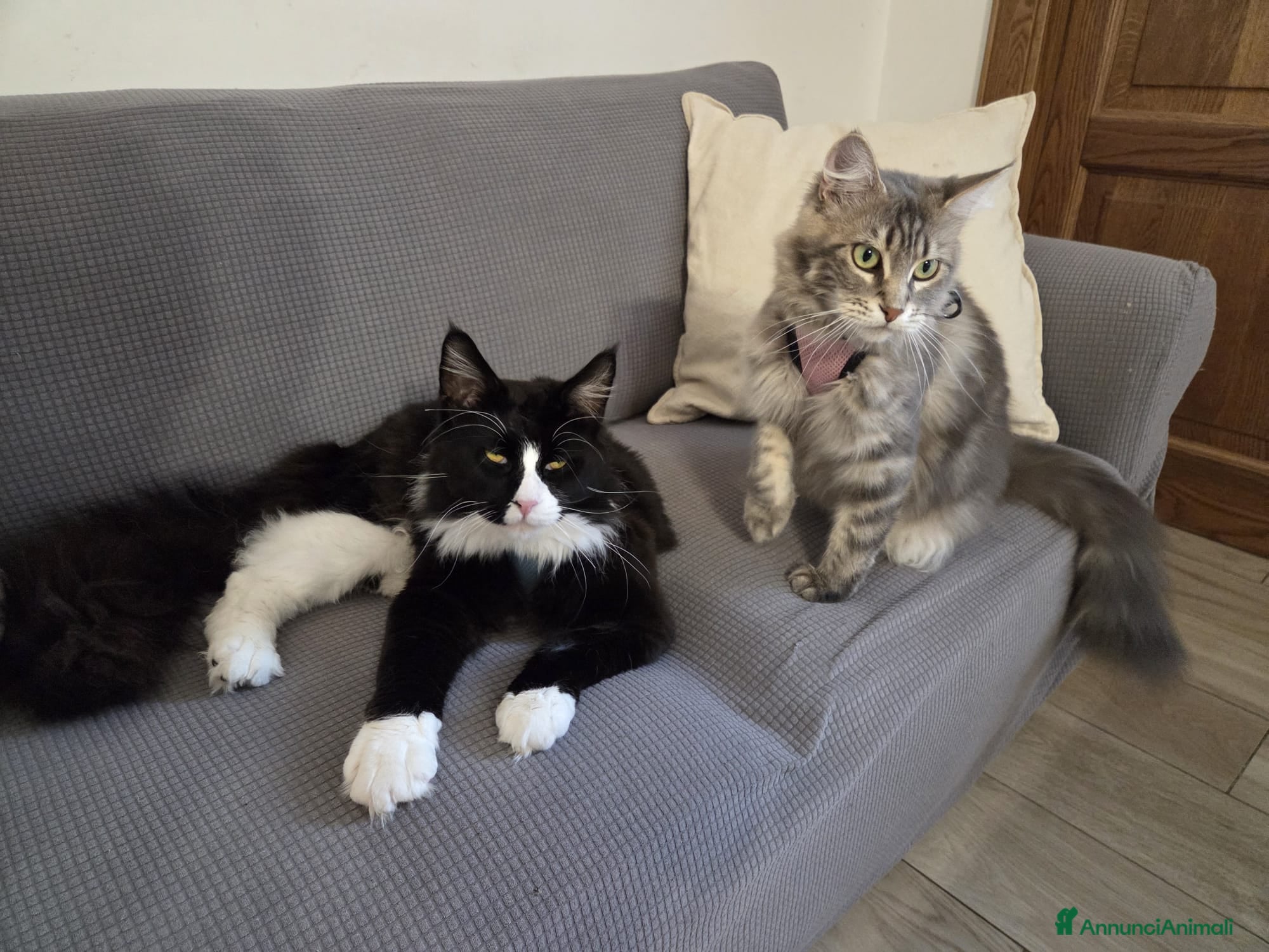 Maine Coon gatti Vendo cuccio Maine Coon senza pedigree - Annuncio 1
