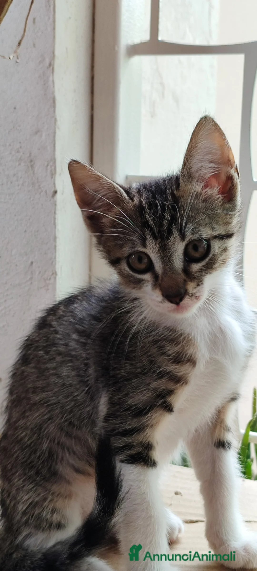 Europeo gatti in regalo: Matty dolcissima micina dagli occhi nocciola  a Città metropolitana di Milano - Annuncio 2