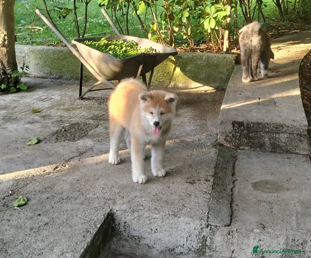 Akita Inu cani in vendita: AKITA - Annuncio 8