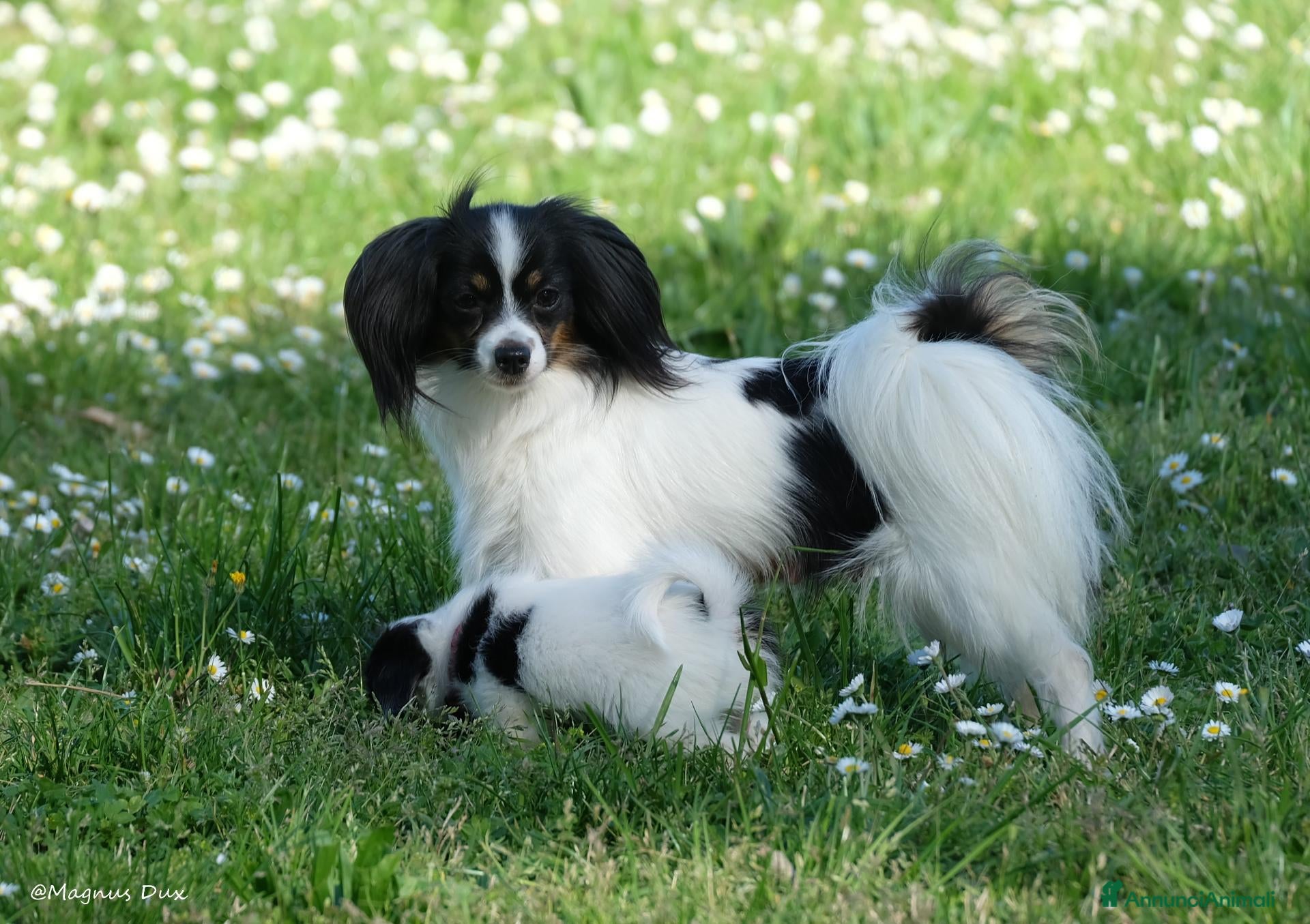 Papillon cani Maschio di Phalène - Annuncio 2