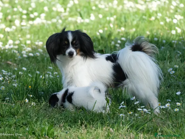 Papillon cani in vendita: Maschio di Phalène - Annuncio 2