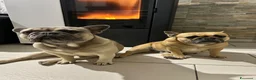 Bulldog Francese cani in vendita: Cuccioli di bulldog francese - Annuncio 10