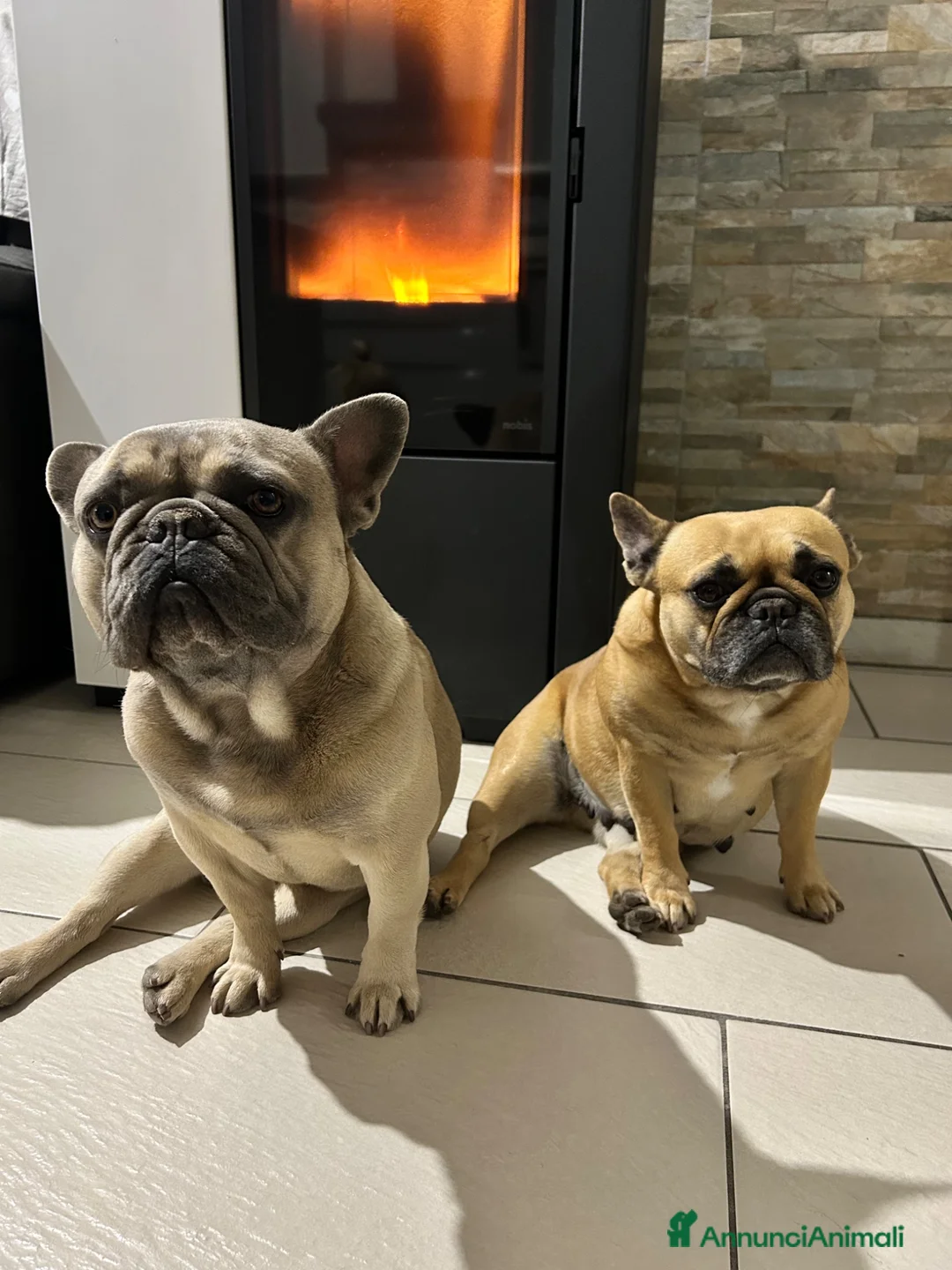 Bulldog Francese cani in vendita: Cuccioli di bulldog francese - Annuncio 10