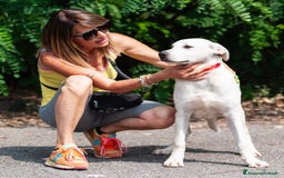 Altre razze cani in regalo: Whisky a Provincia di Bergamo - Immagine 12