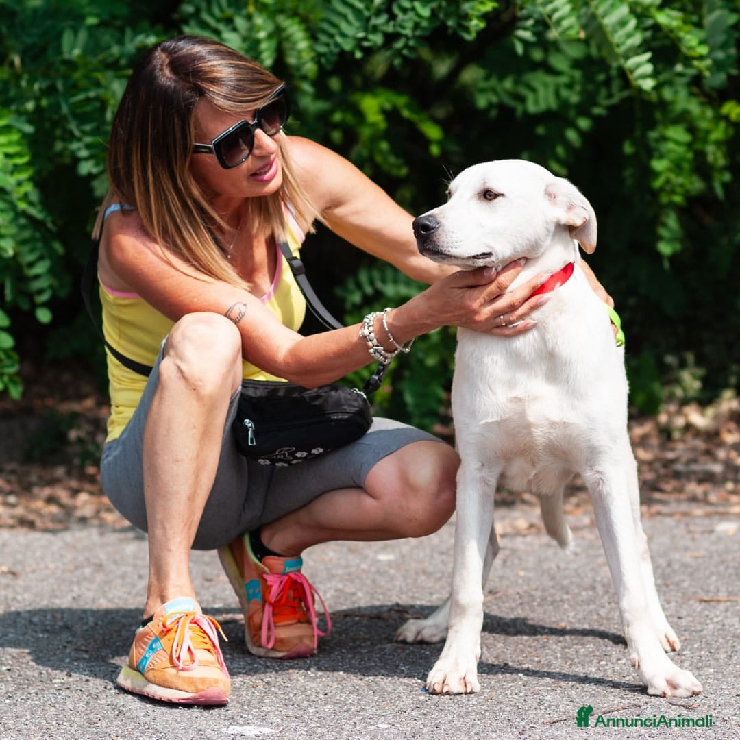 Altre razze cani in regalo: Whisky a Provincia di Bergamo - Immagine 12