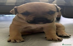 American Staffordshire cani in vendita: Cuccioli amstaff pitbull a Provincia del Verbano-Cusio-Ossola - Immagine 4
