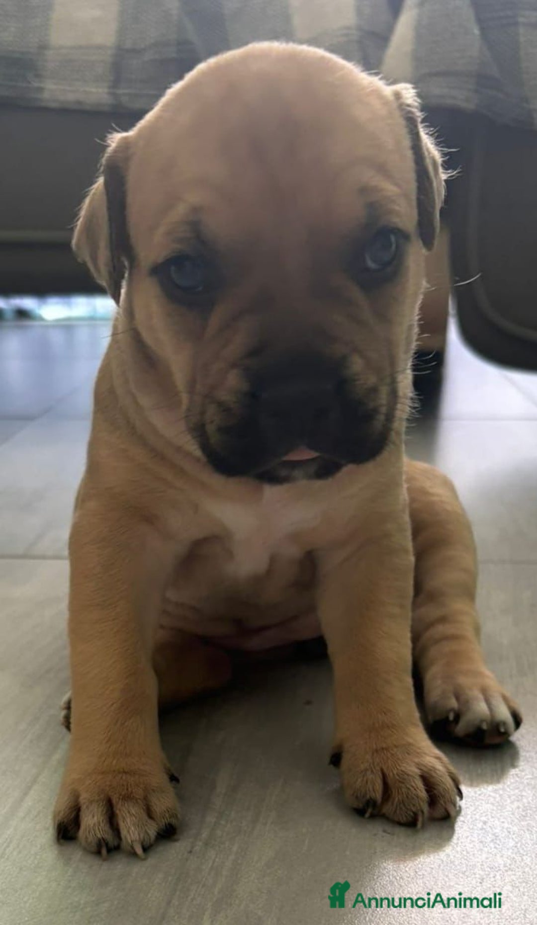 American Staffordshire cani in vendita: Cuccioli amstaff pitbull a Provincia del Verbano-Cusio-Ossola - Immagine 4