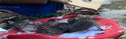 Meticcio gatti in regalo: 4 bellissimi micetti di circa due mesi  - Annuncio 9