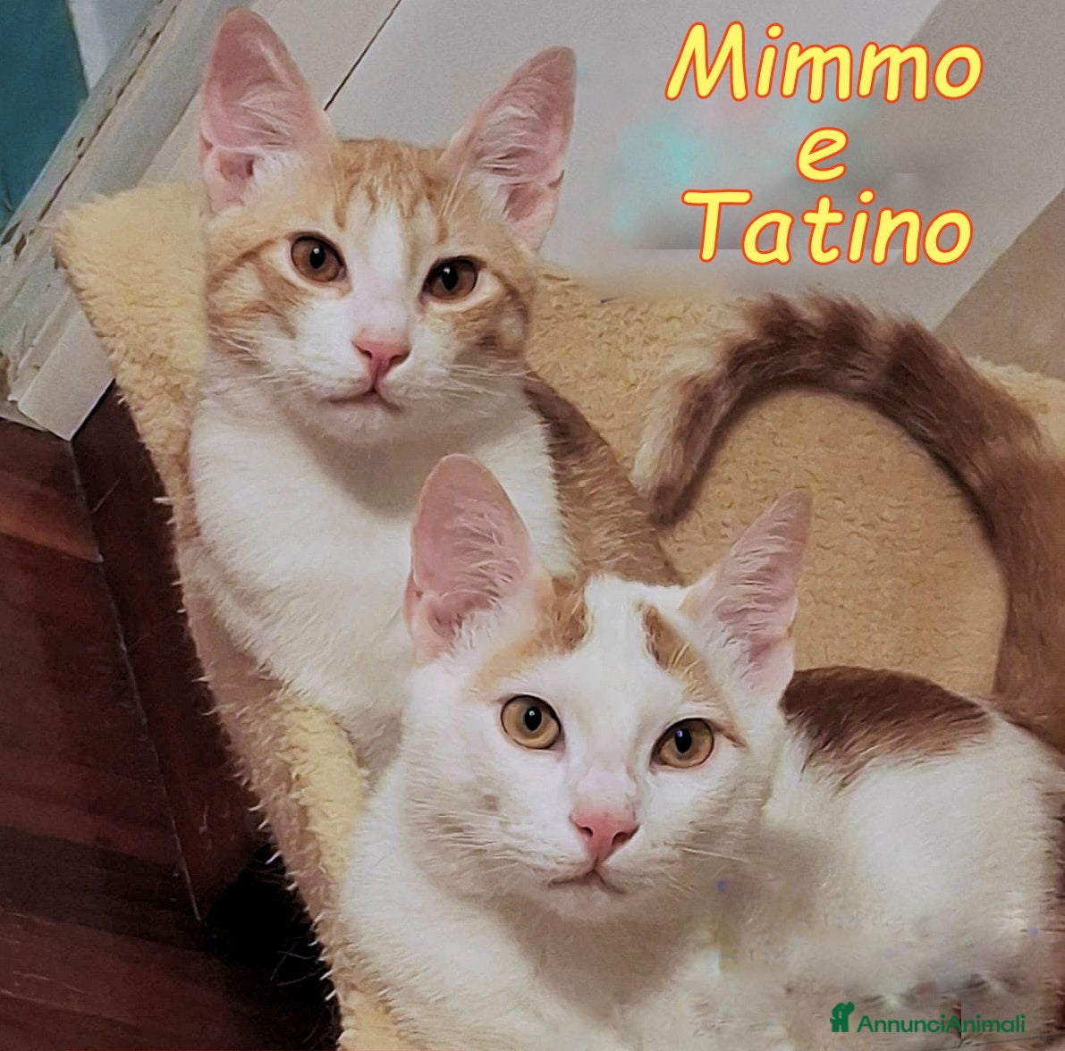 Europeo gatti  Mimmo e Tatino  una deliziosa coppia di gattini - Annuncio 23