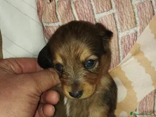 Bassotto cani Bassotti - Annuncio 1