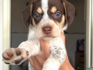 Altre razze cani Milena ed i suoi fratellini cercano casa a Città metropolitana di Roma Capitale - Annuncio 6