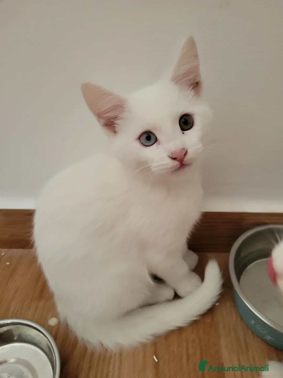 Maine Coon gatti in vendita: Maine coon  a Città metropolitana di Roma Capitale - Annuncio 4