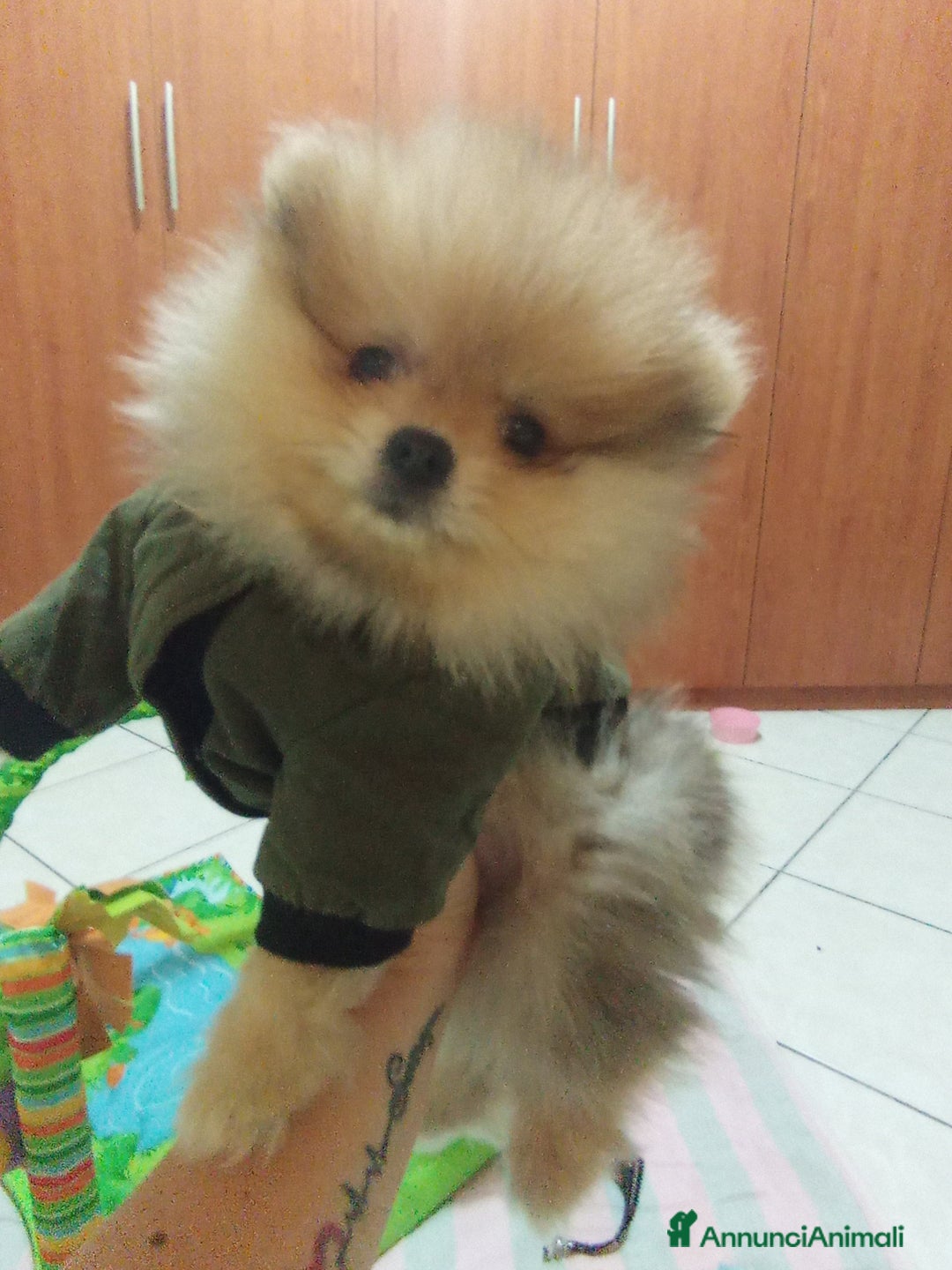 Volpino Pomerania cani in vendita: Cucciolo di pomerania  - Annuncio 7