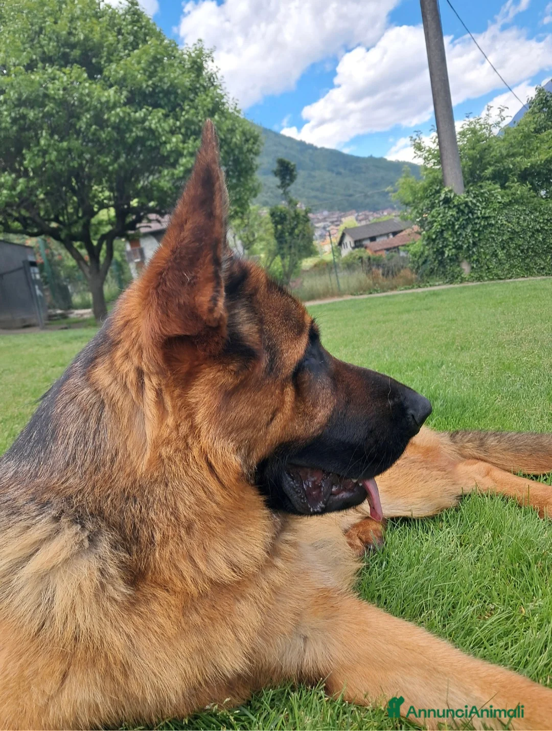 Pastore Tedesco cani in vendita: Pastore tedesco  - Annuncio 3