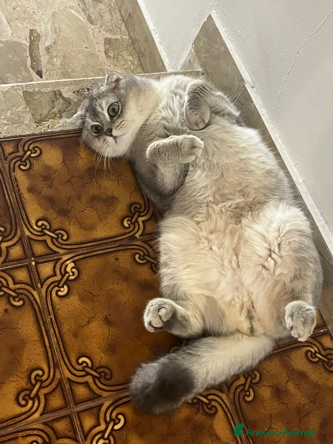 Scottish gatti in vendita: cuccioli SOTTISH FOLD - Annuncio 10