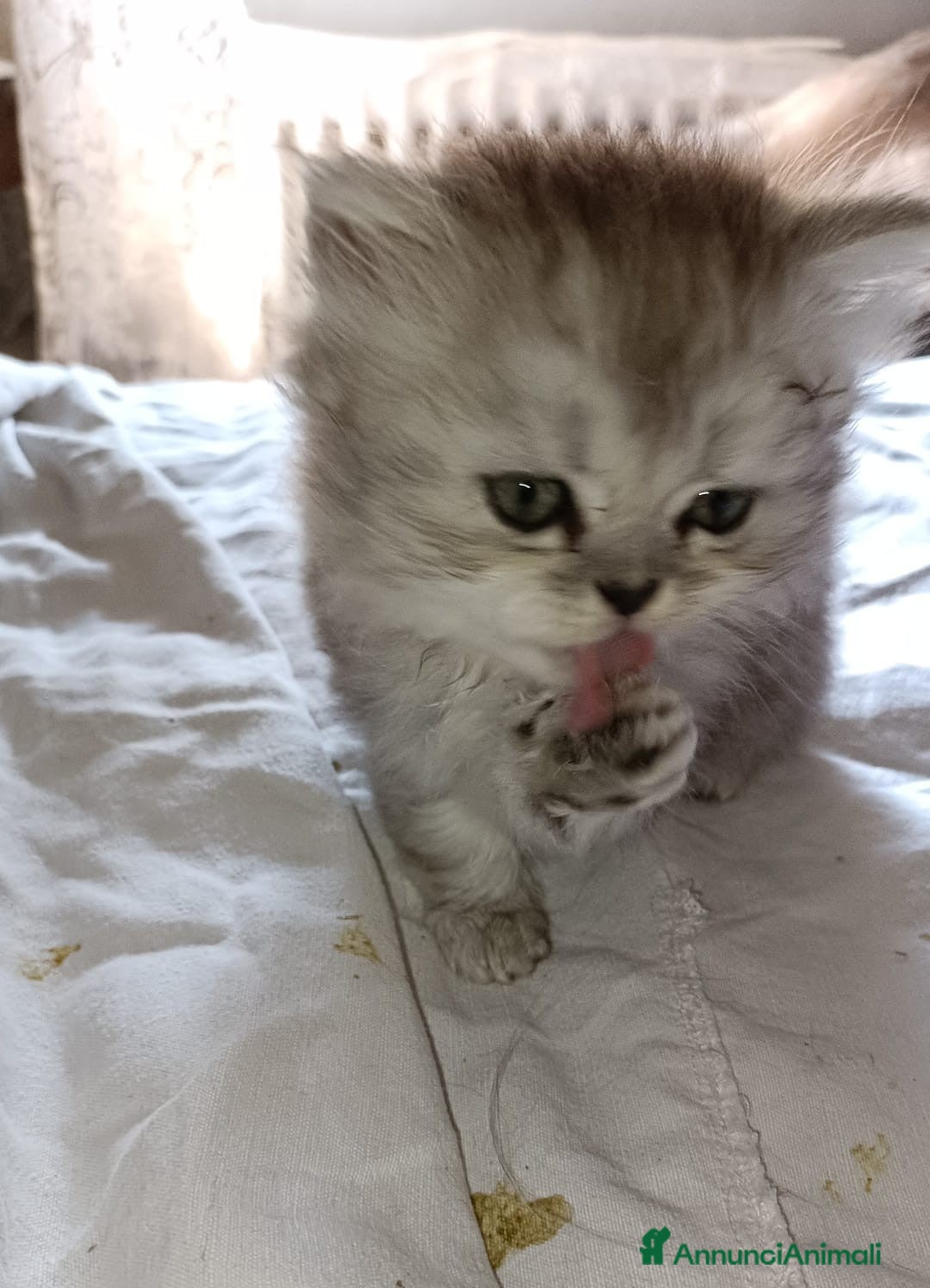 Persiano gatti in vendita: Gattini persiani normotipo Chinchilla  a Provincia di Modena - Immagine 8