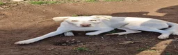 Meticcio cani in regalo: Sono tanto buono, ho 4 anni per 16 kg  - Annuncio 1
