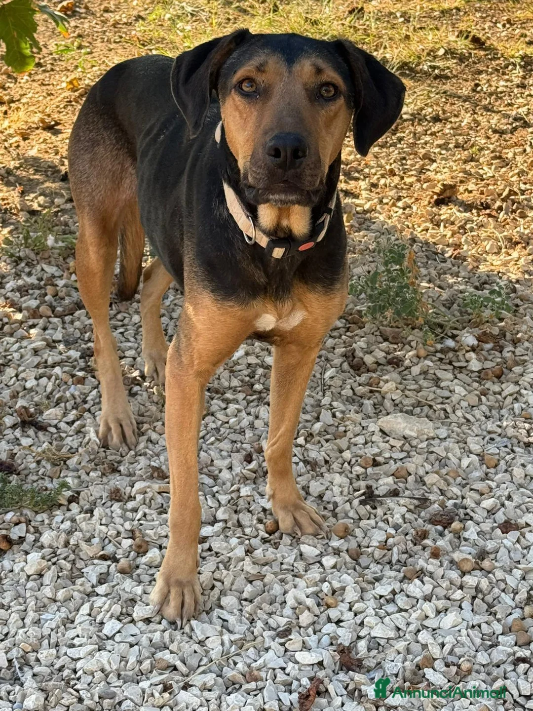 Meticcio cani in regalo: Wanda  - Annuncio 2