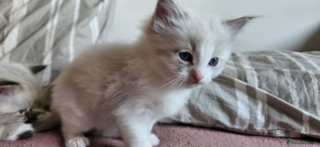 Ragdoll gatti in vendita: ANFI 2 cuccioli Ragodoll disponibili. Milano.. a Città metropolitana di Milano - Immagine 10