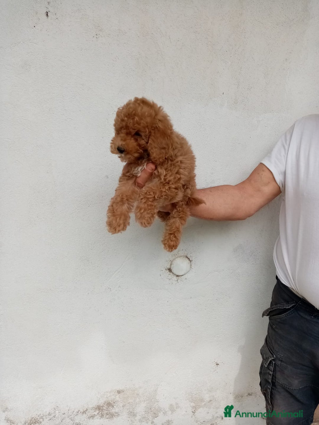 Barboncino cani in vendita: Magnifica cucciolata barboncini nani Red - Annuncio 7