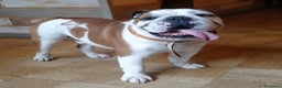 Bulldog cani per accoppiamento: Bulldog Inglese disponibile per accoppiamento - Annuncio 1