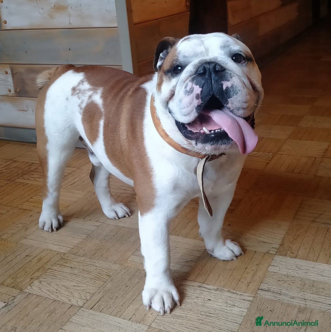 Bulldog cani per accoppiamento: Bulldog Inglese disponibile per accoppiamento - Annuncio 1