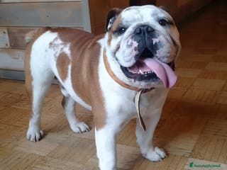 Bulldog cani Bulldog Inglese disponibile per accoppiamento - Annuncio 1