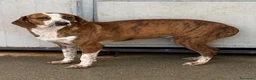 Segugio cani in regalo: Stefy - Annuncio 5