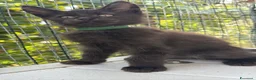 Maine Coon gatti in vendita: Cucciolo di maine coon manto nero (Daiquiri) - Annuncio 4